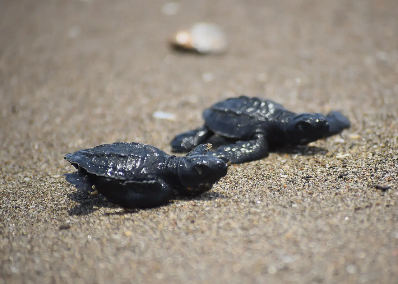 Juan Venado Island Baby Turtle Release Tour - Volcano Adventure ...